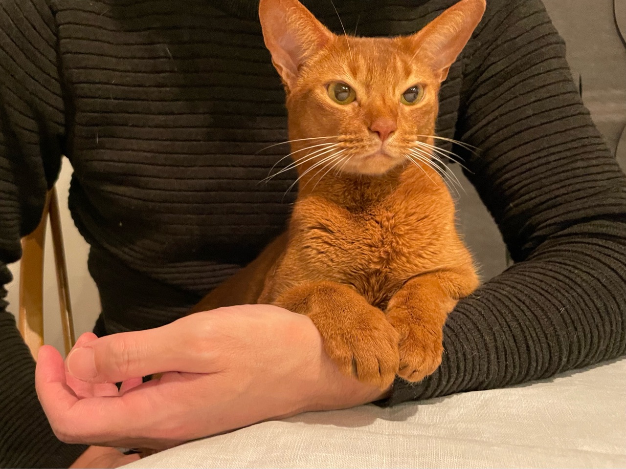 抱っこされて得意げなひめちゃん W おうちごはんとおかしとねこ Powered By ライブドアブログ