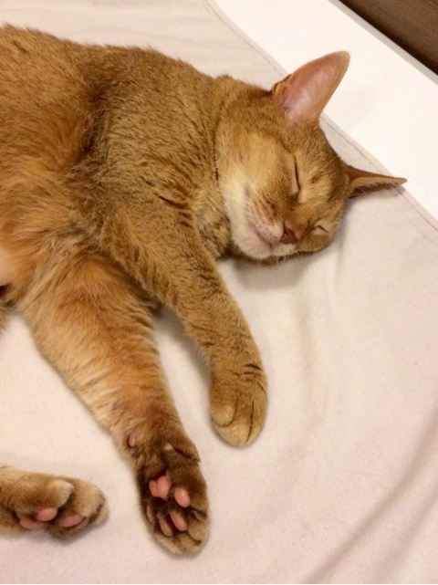 {A6200080-3395-4153-BB6A-59BE73C4A666:01}