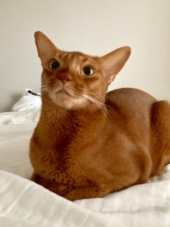 FullSizeRender