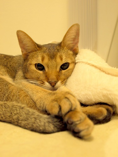 joli!joli!のおうちごはんとおかしとねこ♪