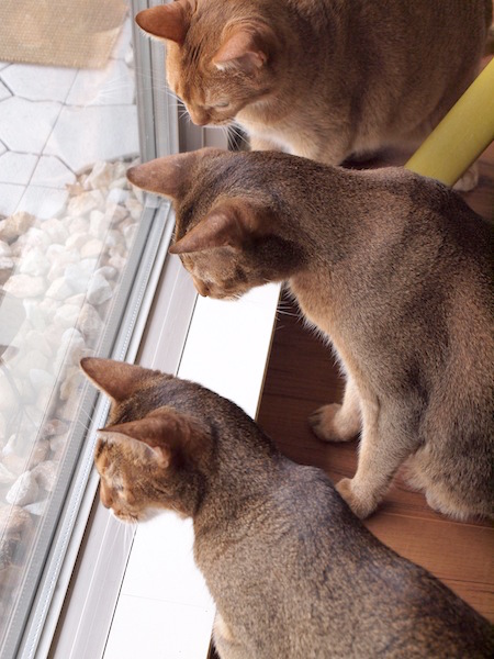 P8114976 のコピー