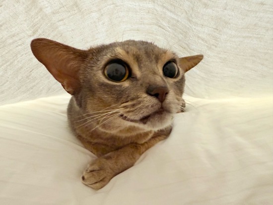 FullSizeRender