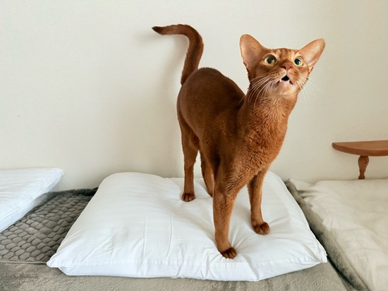 FullSizeRender