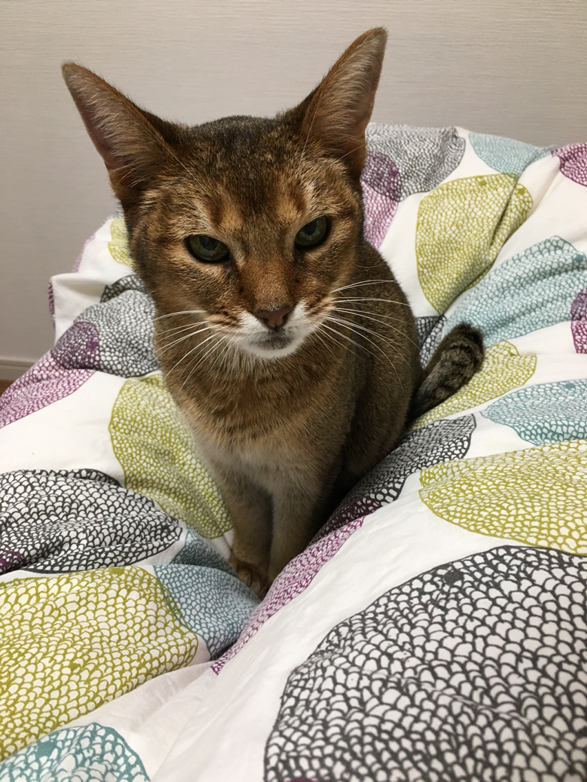 布団カバーを変えたら、猫の居場所も変わった : おうちごはんとおかし 