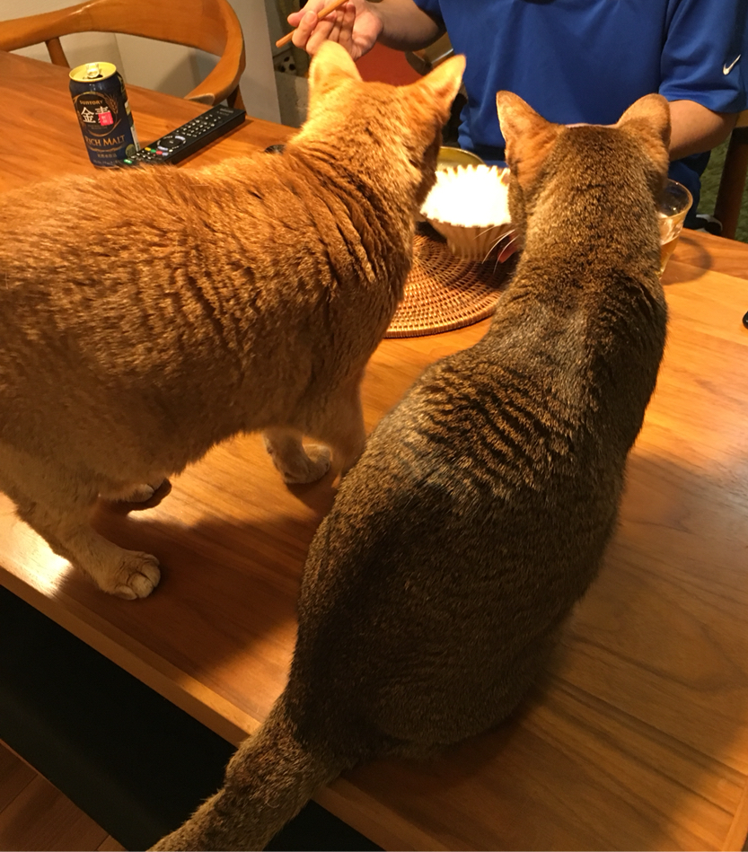 猫のしつけはしていません おうちごはんとおかしとねこ Powered By ライブドアブログ