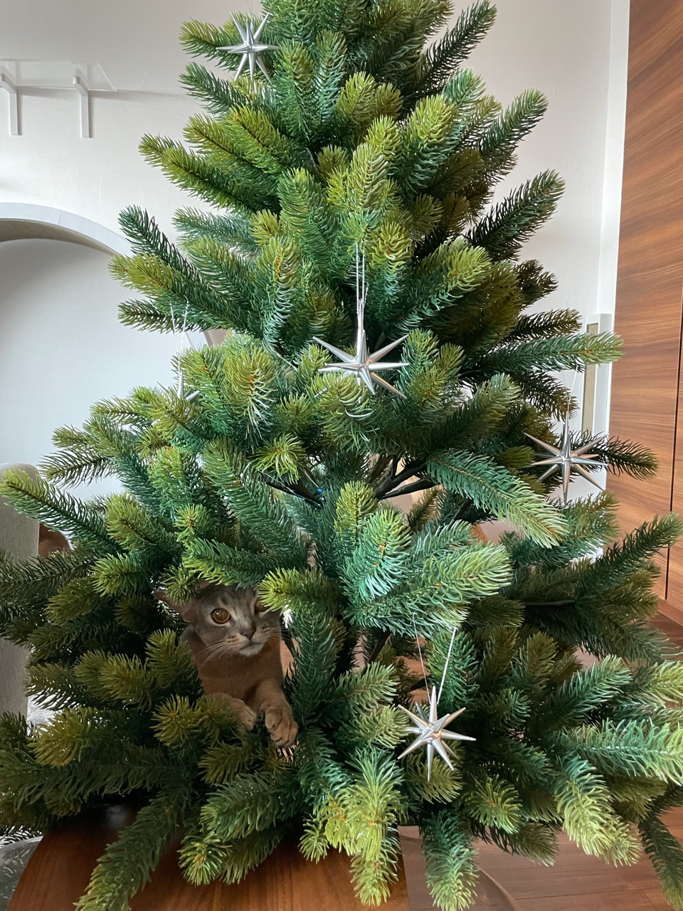 今年のクリスマスツリーは 観葉植物的な おうちごはんとおかしとねこ Powered By ライブドアブログ