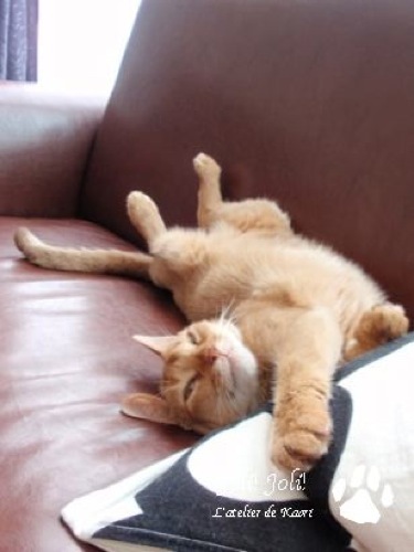 joli!joli!のおうちごはんとおかしとねこ♪