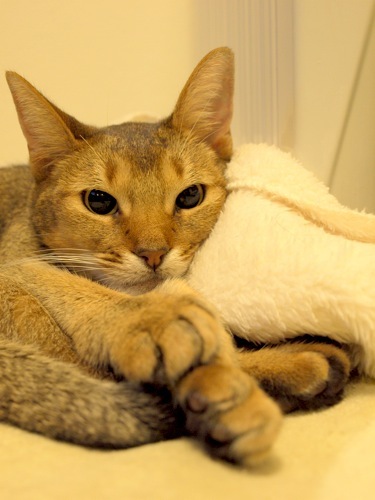 joli!joli!のおうちごはんとおかしとねこ♪