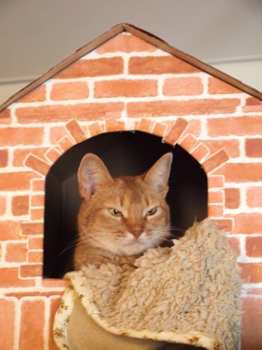 joli!joli!のおうちごはんとおかしとねこ♪