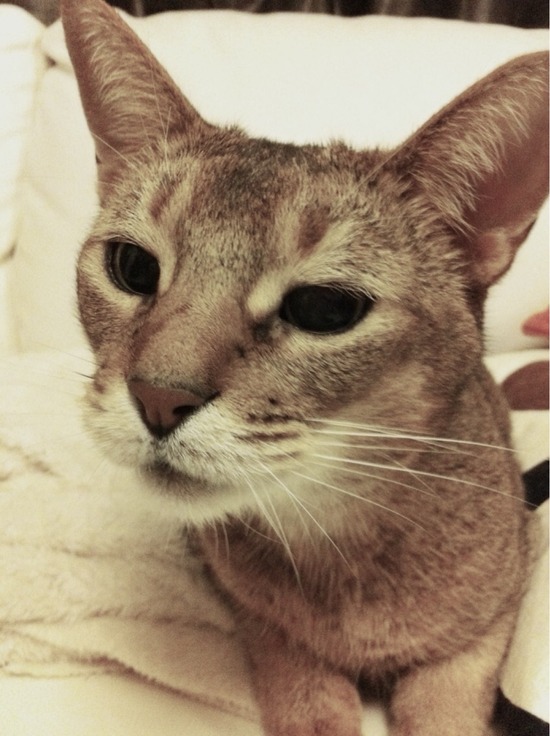 C8CFC7A5-7DAF-4377-953B-0CDA96F3DCDC