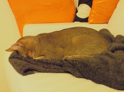 joli!joli!のおうちごはんとおかしとねこ♪