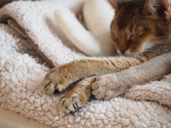 P3223333
