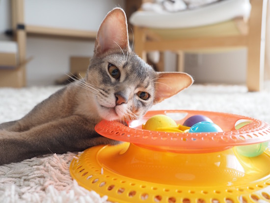 くるくる回るおもちゃ 飽きちゃったー おうちごはんとおかしとねこ Powered By ライブドアブログ くるくる回るおもちゃ 飽きちゃったー おうちごはんとおかしとねこ Powered By ライブドアブログ