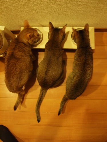 joli!joli!のおうちごはんとおかしとねこ♪