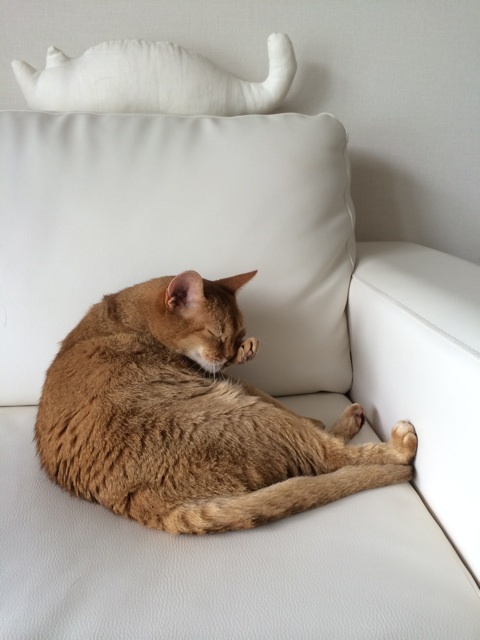 {675A328E-75DE-447D-BEA2-314E01E22A11:01}