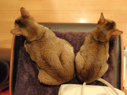 joli!joli!のおうちごはんとおかしとねこ♪