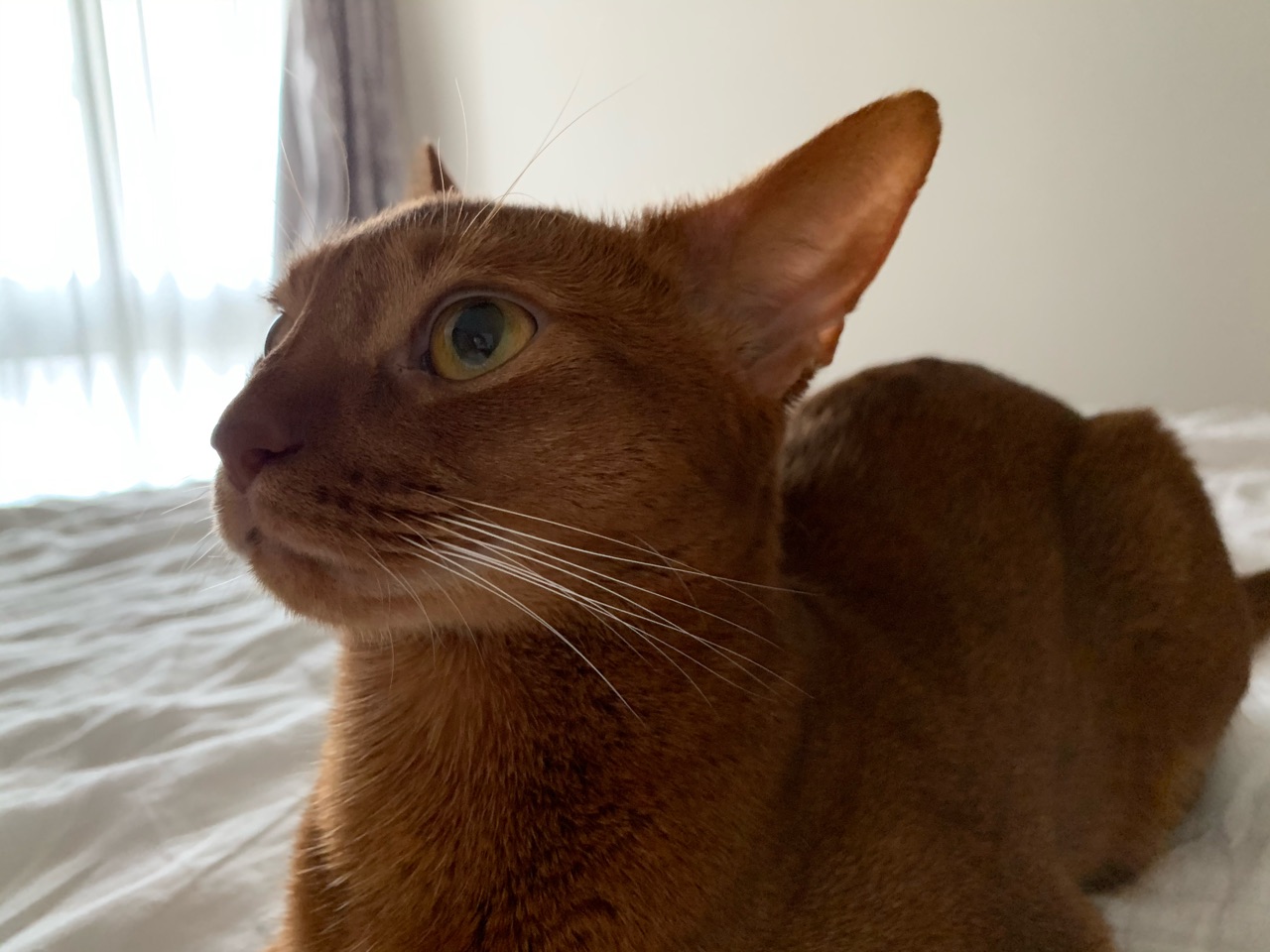 イカ耳選手権の練習 おうちごはんとおかしとねこ Powered By ライブドアブログ イカ耳選手権の練習 おうちごはんとおかしとねこ Powered By ライブドアブログ