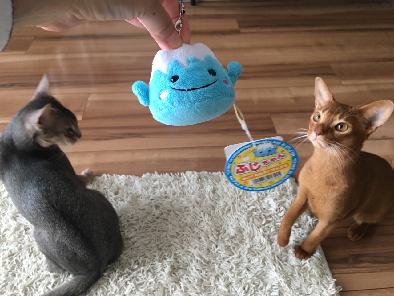 ニャンズへのおみやげ富士ちゃん おうちごはんとおかしとねこ Powered By ライブドアブログ