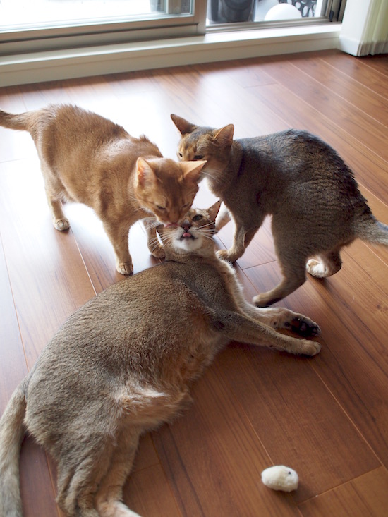 P5256252 のコピー