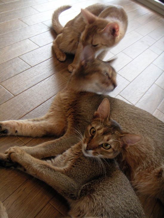 PICT0239