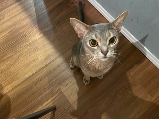 ボリュームたっぷりの感謝祭の残り物を焼くレシピ