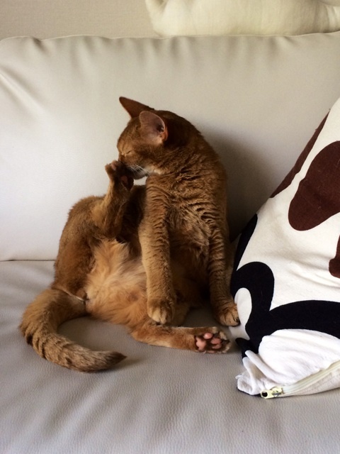 {02E15740-49D1-4A53-9587-4E762ED85723:01}