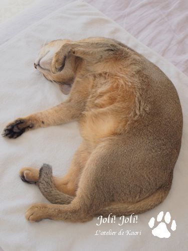 joli!joli!のおうちごはんとおかしとねこ♪