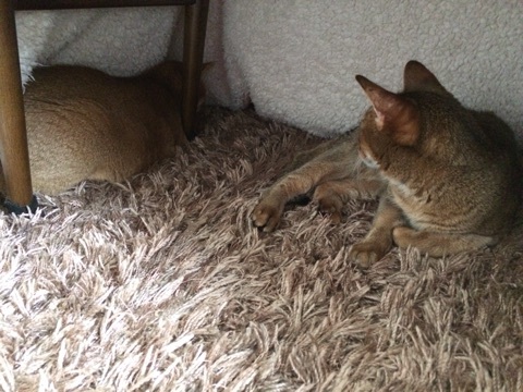 {CAC2B2C4-F5C6-4B48-B9B9-4FC8F5434F69:01}