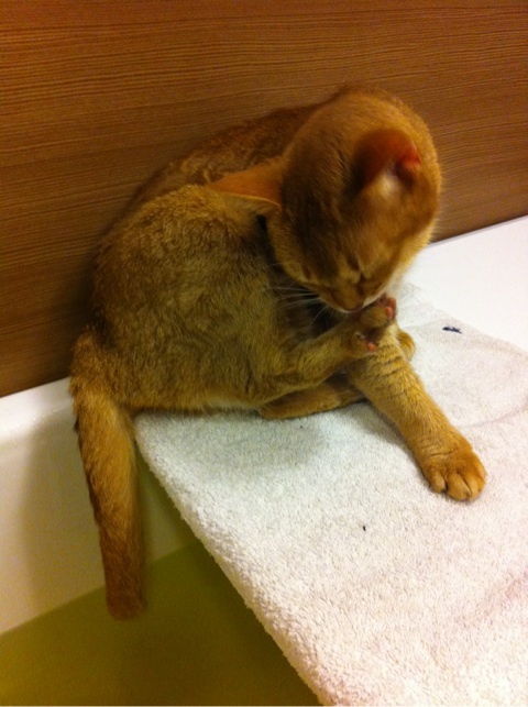 photo:06