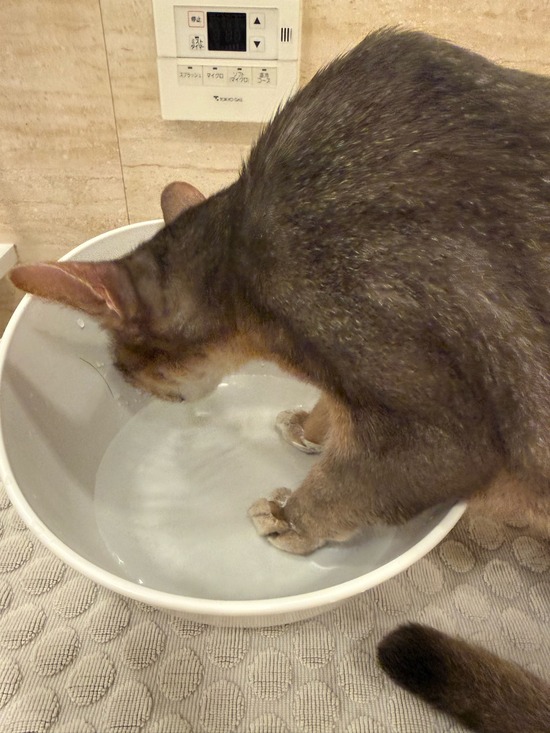 IMG_5238