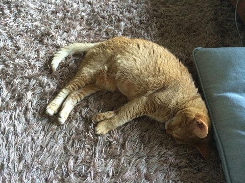 {C6372F75-318E-4124-B2B2-BFF755C4C783:01}