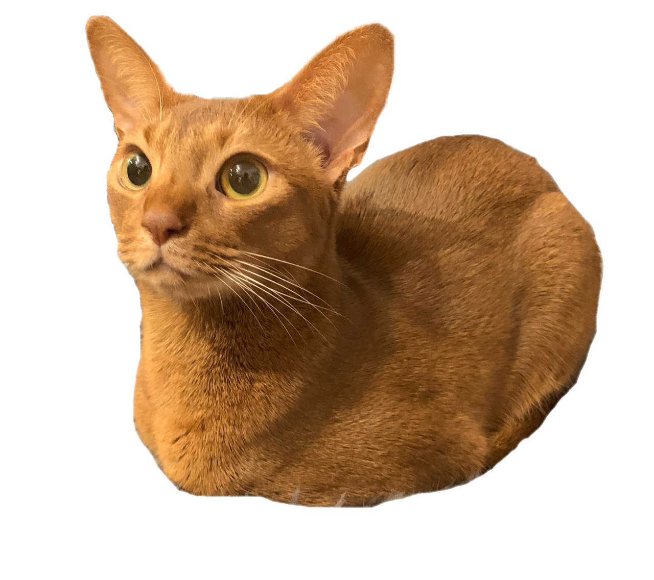 ひめちゃんの特別を見せてあげるわ おうちごはんとおかしとねこ Powered By ライブドアブログ ひめちゃんの特別を見せてあげるわ おうちごはんとおかしとねこ Powered By ライブドアブログ