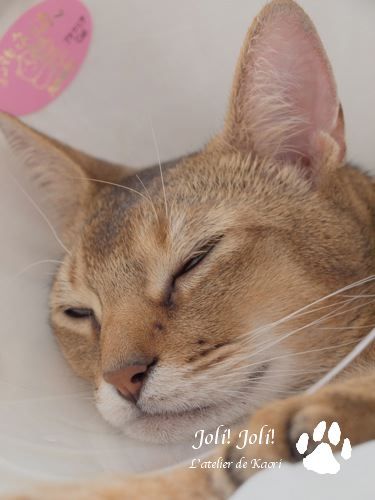 joli!joli!のおうちごはんとおかしとねこ♪