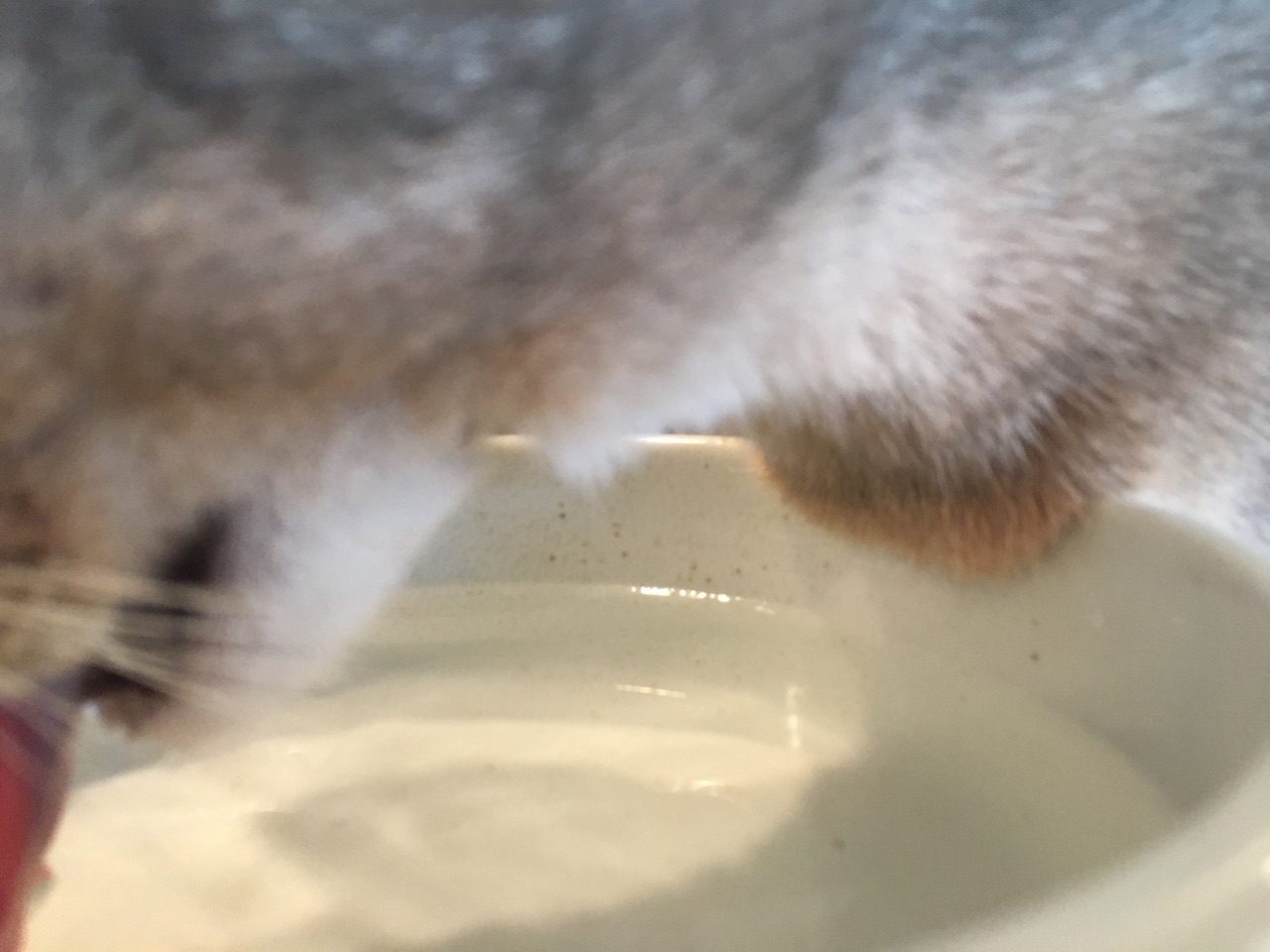 猫たちのお水の位置を高くしてみた おうちごはんとおかしとねこ Powered By ライブドアブログ