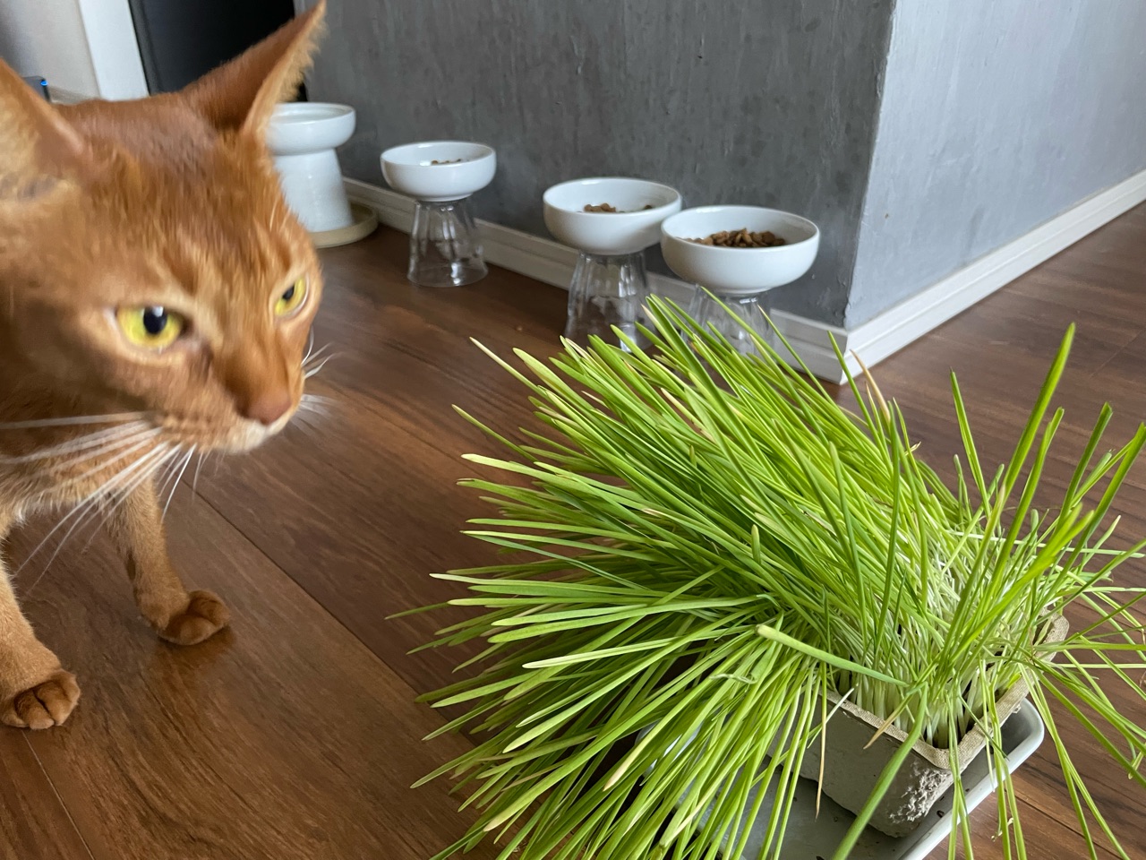 わが家には 猫草は無用のようでした おうちごはんとおかしとねこ Powered By ライブドアブログ