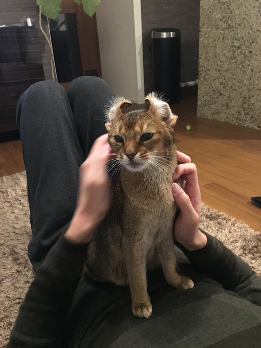 ちび子もアビシニアンカール おうちごはんとおかしとねこ Powered By ライブドアブログ ちび子もアビシニアンカール おうちごはんとおかしとねこ Powered By ライブドアブログ