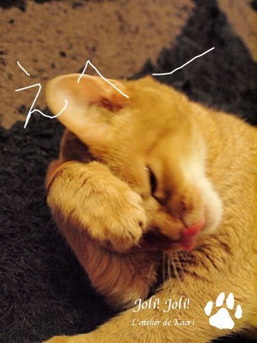 joli!joli!のおうちごはんとおかしとねこ♪