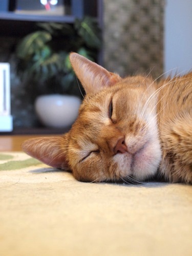 joli!joli!のおうちごはんとおかしとねこ♪