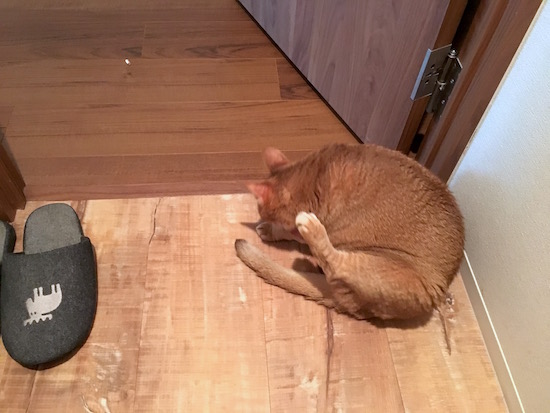 お尻拭きを猛アピールするひなちゃん おうちごはんとおかしとねこ Powered By ライブドアブログ