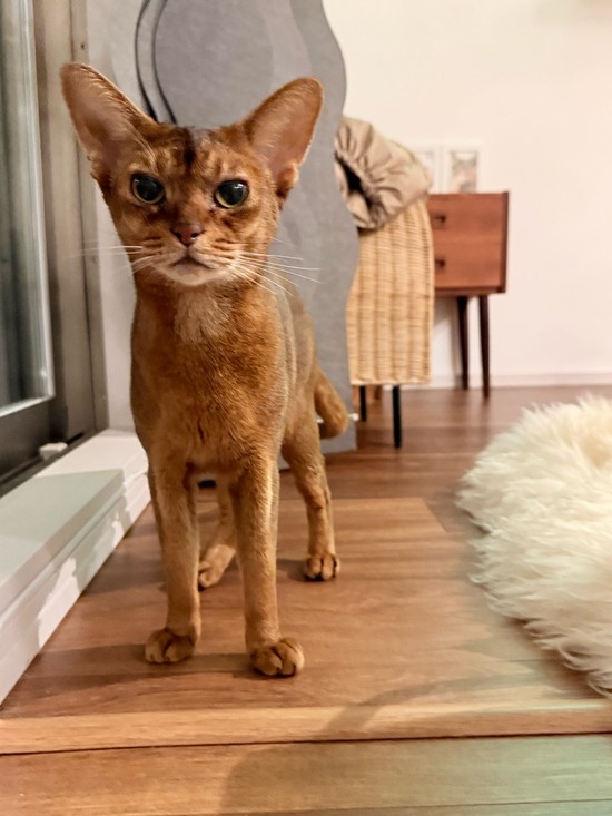 FullSizeRender