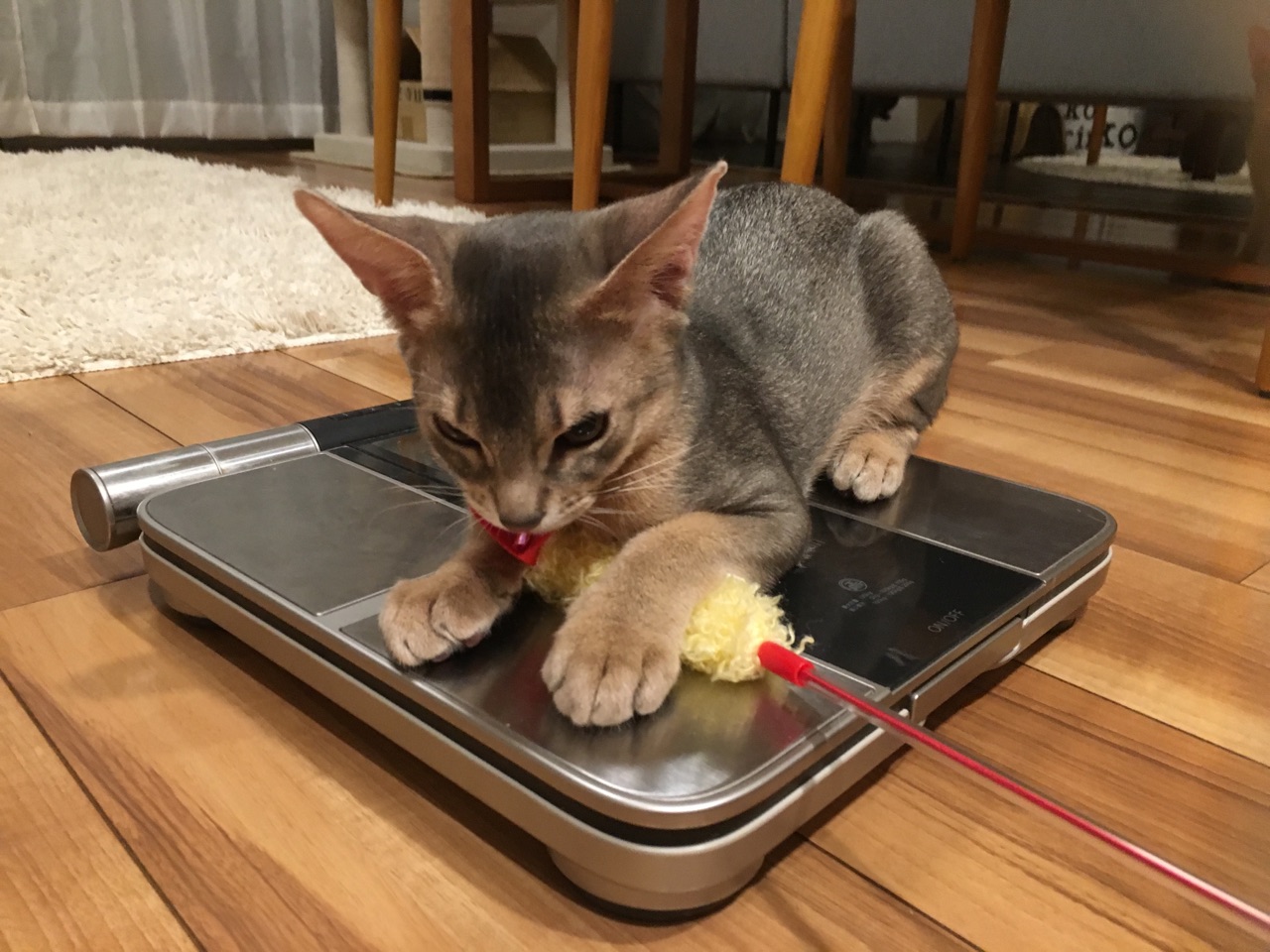 子猫時代のとのひめ 生後4ヶ月頃の体重測定とか おうちごはんとおかしとねこ Powered By ライブドアブログ 子猫時代のとのひめ 生後4ヶ月頃の体重測定とか おうちごはんとおかしとねこ Powered By ライブドアブログ