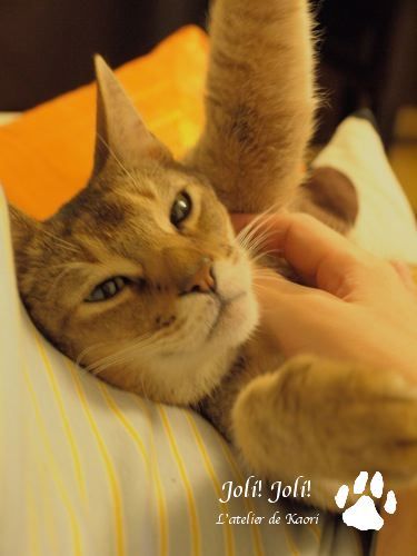 joli!joli!のおうちごはんとおかしとねこ♪