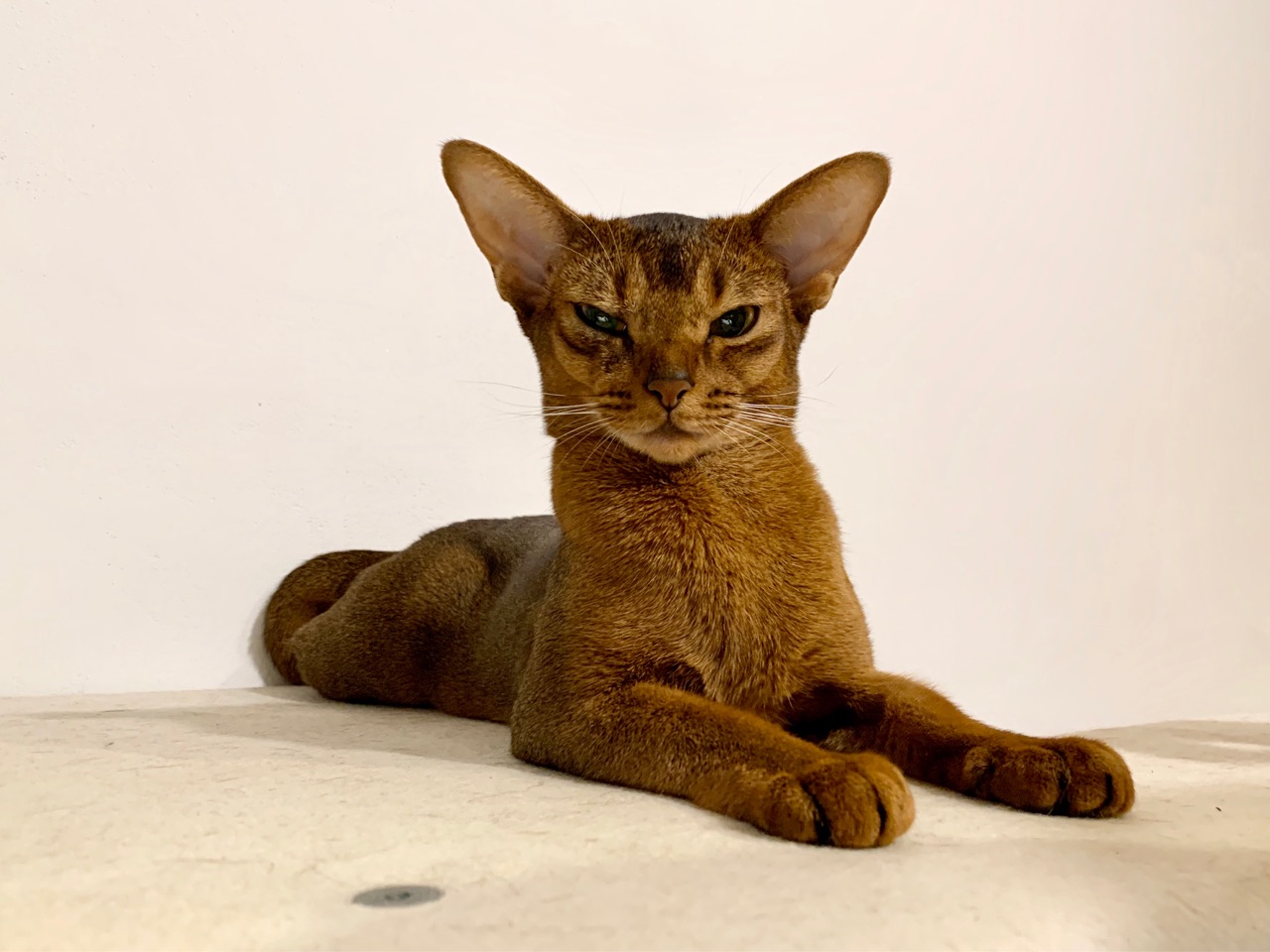 エジプトに行った気分になれる かもしれない りスフィンクス おうちごはんとおかしとねこ Powered By ライブドアブログ エジプトに行った気分になれる かもしれない りスフィンクス おうちごはんとおかしとねこ Powered By ライブドアブログ