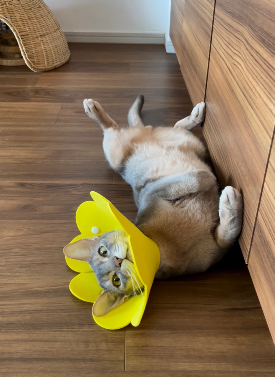 Instagramの リール というのを初投稿してみるも よく分からん おうちごはんとおかしとねこ Powered By ライブドアブログ