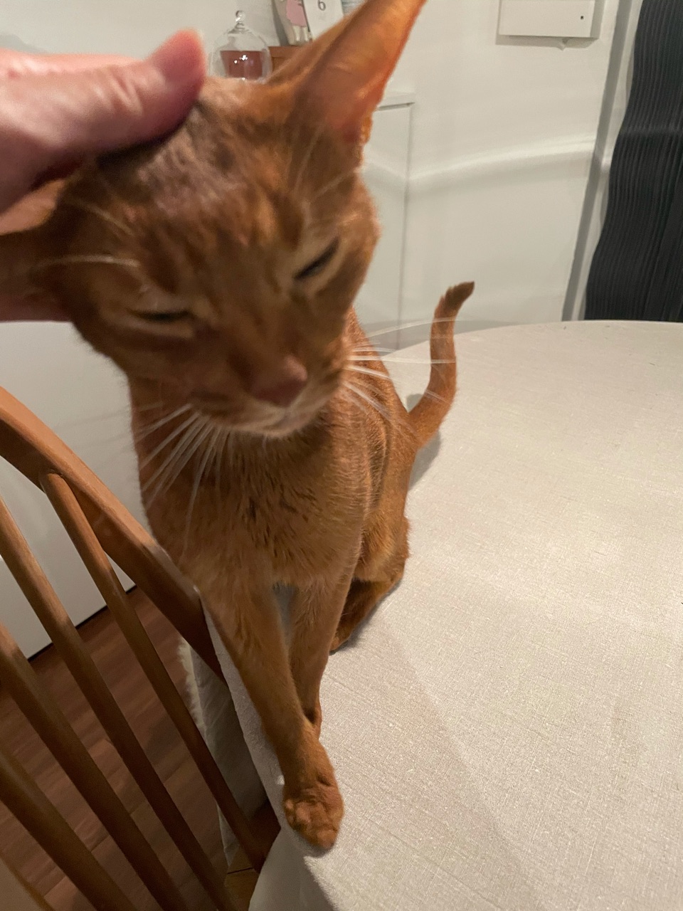 背後から 腕を引っ張られるんです W おうちごはんとおかしとねこ Powered By ライブドアブログ