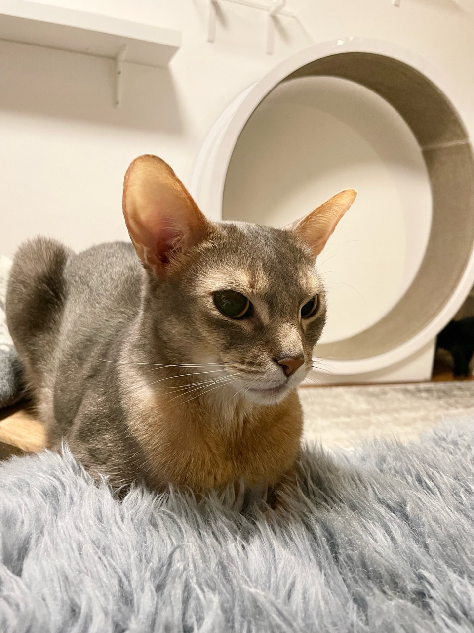 お手手ないない できた おうちごはんとおかしとねこ Powered By ライブドアブログ