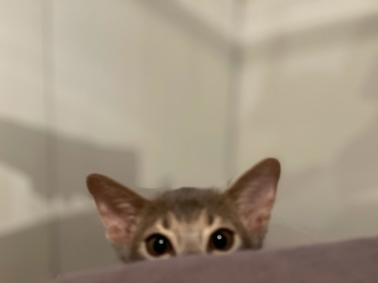 FullSizeRender