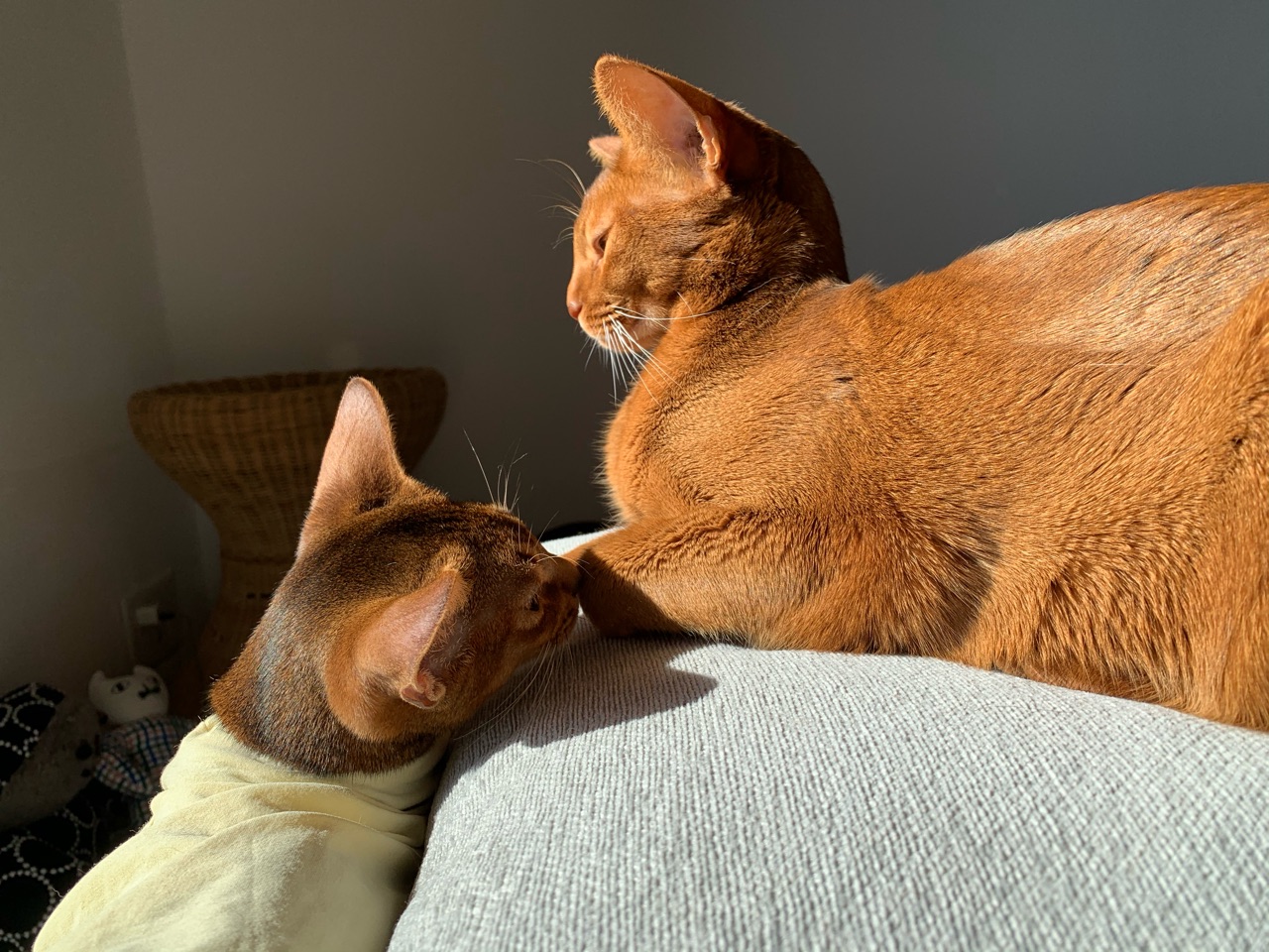 地味顔の弟子入りを志願する りす子 おうちごはんとおかしとねこ Powered By ライブドアブログ
