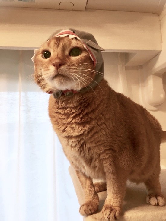 FullSizeRender