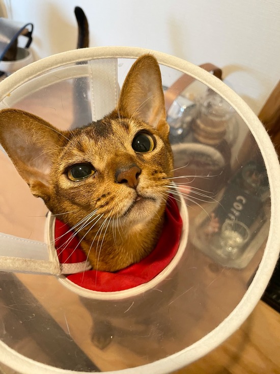 りす カラーに舞い戻る おうちごはんとおかしとねこ 記事コメント 1 Powered By ライブドアブログ